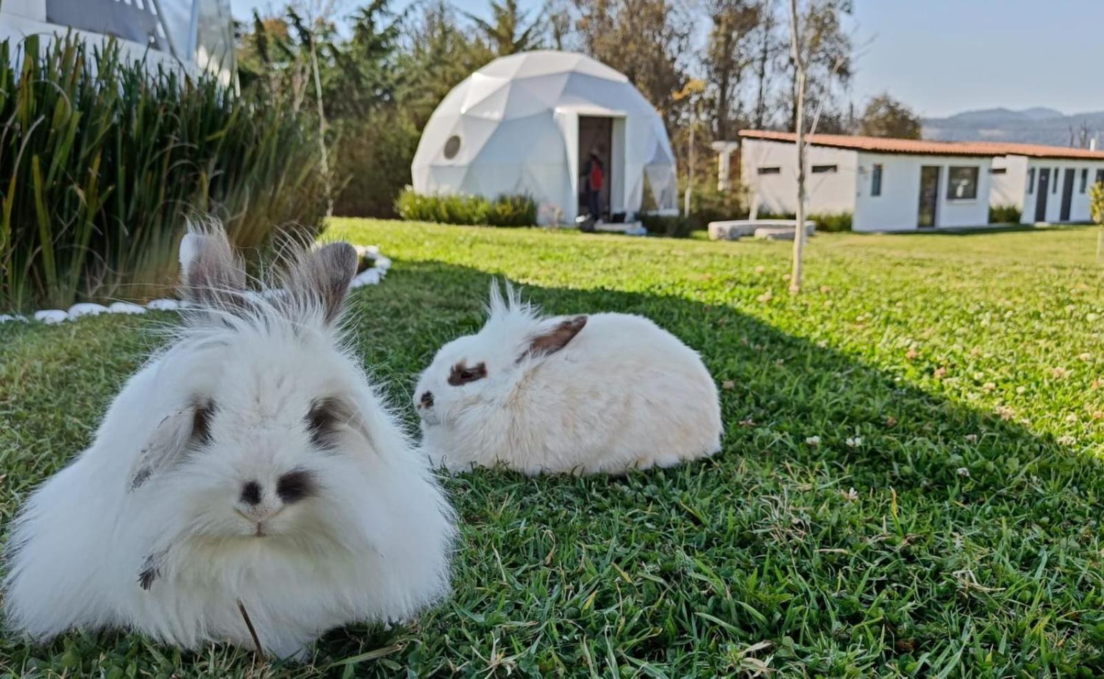 Campsite Mantra Glamping & Zacatlan